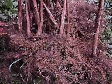 Продам садженці ремонтантної малини Полана - VDALA.PRO