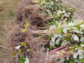 Продаємо саджанці малини сорту Полана (ремонтантна) - VDALA.PRO