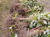 Продаємо саджанці малини сорту Полана (ремонтантна) - VDALA.PRO - 1