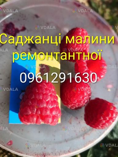 Саджанці малини ремонтантної високоврожайної Саджанці малини ремонтантної високоврожайної - VDALA.PRO