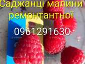 Саджанці малини ремонтантної високоврожайної Саджанці малини ремонтантної високоврожайної - VDALA.PRO