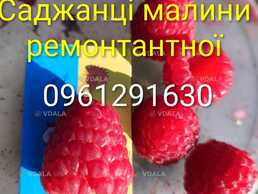 Саджанці малини ремонтантної високоврожайної Саджанці малини ремонтантної високоврожайної - VDALA.PRO
