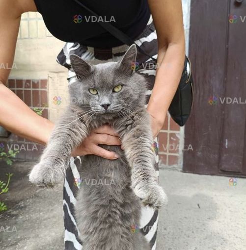 Молодой Британский котик Молодой Британский котик - VDALA.PRO