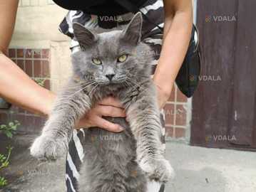 Молодой Британский котик - VDALA.PRO