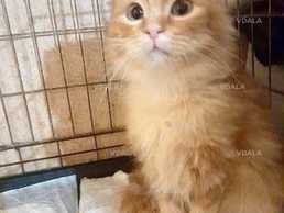 Рыжий молодой котик Рыжий молодой котик - VDALA.PRO
