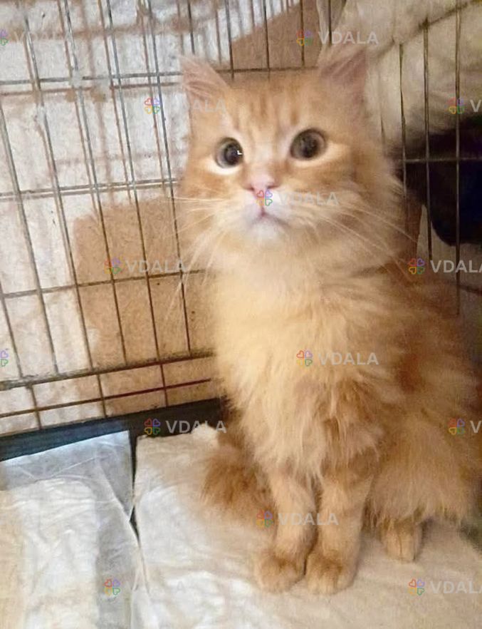 Рыжий молодой котик Рыжий молодой котик - VDALA.PRO
