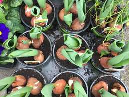 Тюльпани в горщиках - VDALA.PRO