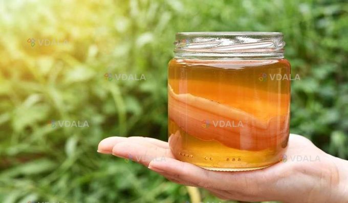 Продам Чайный гриб- комбуча!! натуральный гриб,для напитка комбуча! Продам Чайный гриб- комбуча!! натуральный гриб,для напитка комбуча! - VDALA.PRO