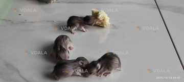 Хом'яки сирійські ангорські Хом'яки сирійські ангорські - VDALA.PRO