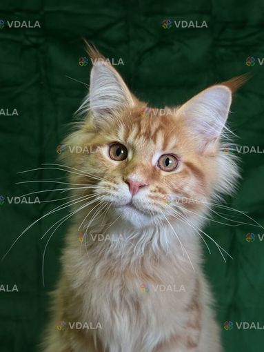 Мейн кун хлопчик Мейн кун хлопчик - VDALA.PRO