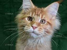 Мейн кун хлопчик Мейн кун хлопчик - VDALA.PRO