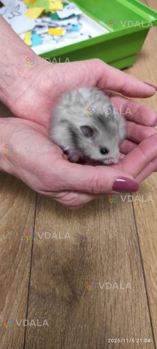 Хом'яки сирійські ангорські - VDALA.PRO