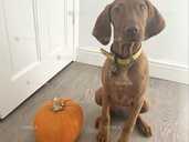 Продаются щенки венгерской выжлы - VDALA.PRO - 1