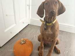 Продаются щенки венгерской выжлы - VDALA.PRO