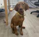 Продаются щенки венгерской выжлы - VDALA.PRO - 2