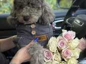 Чарівний той-пудель фіолетовий з підпалом - 1 Чарівний той-пудель фіолетовий з підпалом - VDALA.PRO - 1