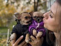 Чихуахуа (Chihuahua) Мініатюра. Буде до 2 кг - VDALA.PRO