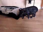 Мікропіги - VDALA.PRO - 4