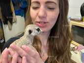 Ручные мaлыши cуpикатики - VDALA.PRO - 1