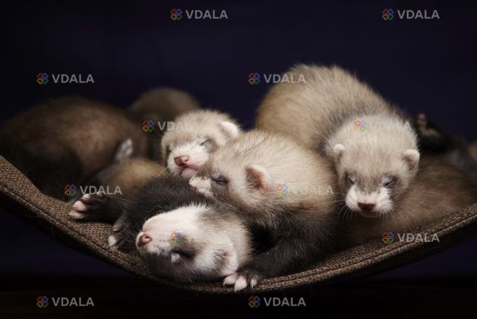 Декоративнфі тхорики Декоративнфі тхорики - VDALA.PRO