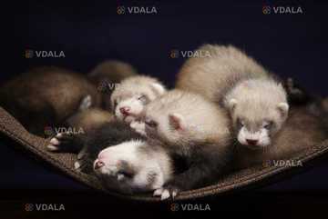 Декоративнфі тхорики - VDALA.PRO