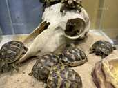 Черепахи водні і сухопутні - VDALA.PRO - 1