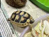 Черепахи водні і сухопутні - VDALA.PRO - 2