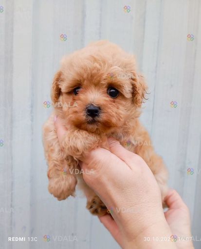 Мальтипушки девочка и мальчик Мальтипушки девочка и мальчик - VDALA.PRO