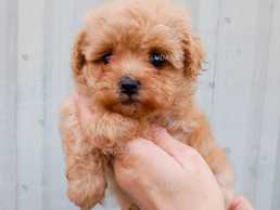 Мальтипушки девочка и мальчик - VDALA.PRO