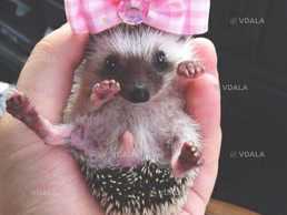 Африканський їжачок - VDALA.PRO