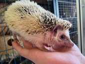 Африканський їжачок - VDALA.PRO - 3