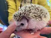 Африканський їжачок - VDALA.PRO - 4