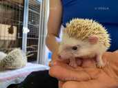 Африканський їжачок - VDALA.PRO - 5