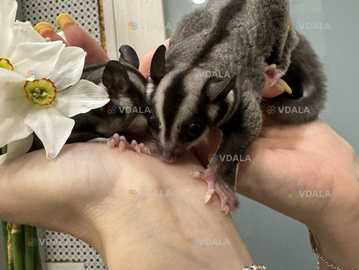 Білки-летяги ручні - VDALA.PRO