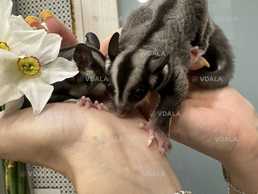 Білки-летяги ручні - VDALA.PRO