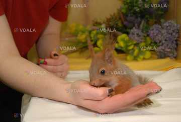 Білки вольєрного і домашнього утримання - VDALA.PRO