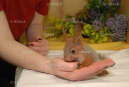 Білки вольєрного і домашнього утримання - VDALA.PRO