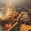 Білки вольєрного і домашнього утримання - VDALA.PRO - 5