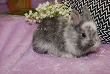 Декоративні кролики. Різні породи - VDALA.PRO