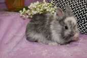 Декоративні кролики. Різні породи - VDALA.PRO - 1