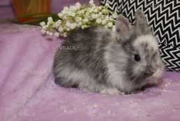 Декоративні кролики. Різні породи - VDALA.PRO