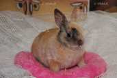 Декоративні кролики. Різні породи - VDALA.PRO - 4