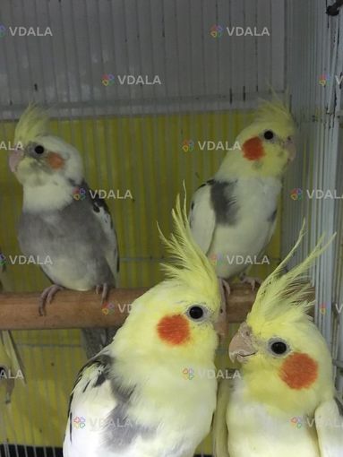 Корели. Різні кольори Корели. Різні кольори - VDALA.PRO