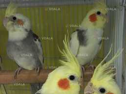 Корели. Різні кольори - VDALA.PRO