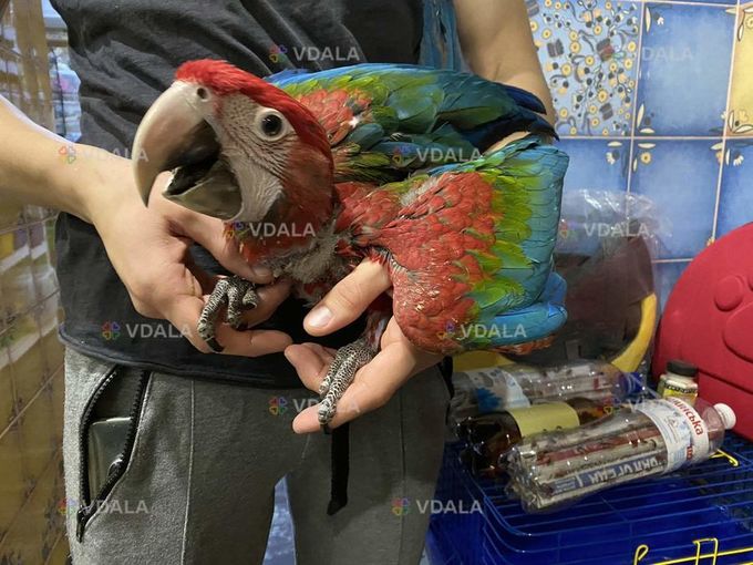 Ручной птенец Ары зеленокрылого Ara chloroptera Ручной птенец Ары зеленокрылого Ara chloroptera - VDALA.PRO