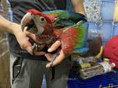 Ручной птенец Ары зеленокрылого Ara chloroptera - 1 Ручной птенец Ары зеленокрылого Ara chloroptera - VDALA.PRO - 1