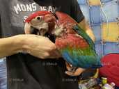 Ручной птенец Ары зеленокрылого Ara chloroptera - 2 Ручной птенец Ары зеленокрылого Ara chloroptera - VDALA.PRO - 2