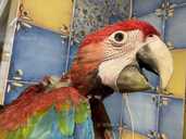 Ручной птенец Ары зеленокрылого Ara chloroptera - 3 Ручной птенец Ары зеленокрылого Ara chloroptera - VDALA.PRO - 3