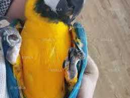 Пташенята вигодовуванці Ара жовто-блакитний - VDALA.PRO