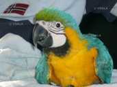 Пташенята вигодовуванці Ара жовто-блакитний - 2 Пташенята вигодовуванці Ара жовто-блакитний - VDALA.PRO - 2